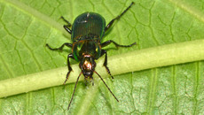 Glatthalsiger Buntgrabläufer_3.jpg